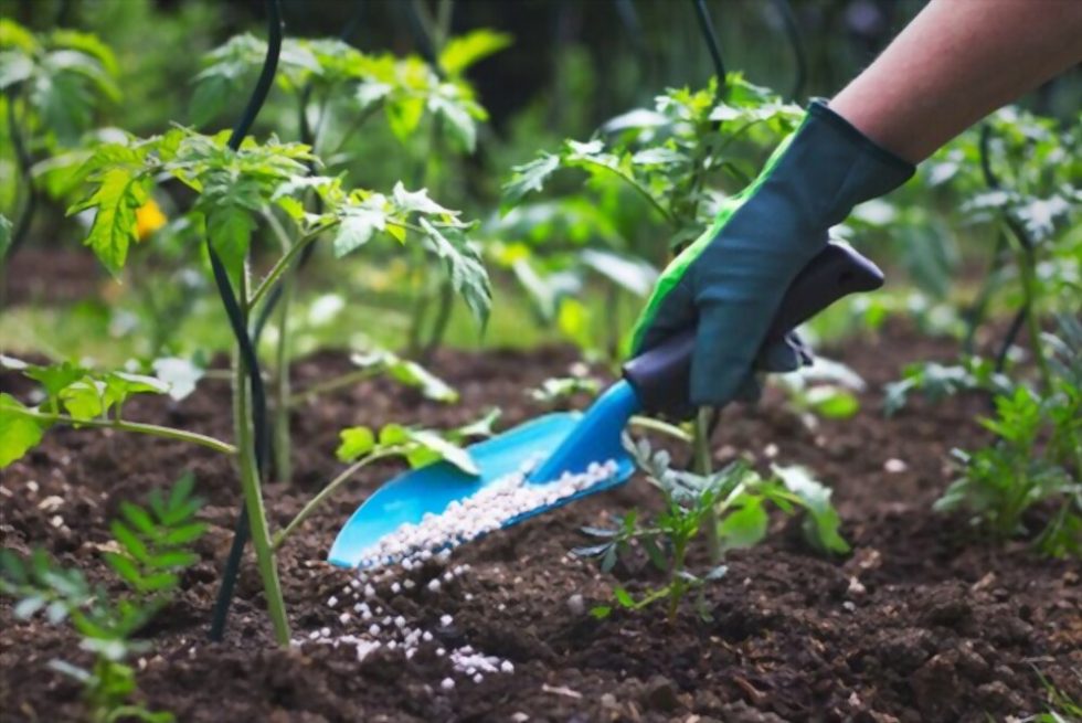 Tomato plant nutrients and fertilization requirements | Greenisher