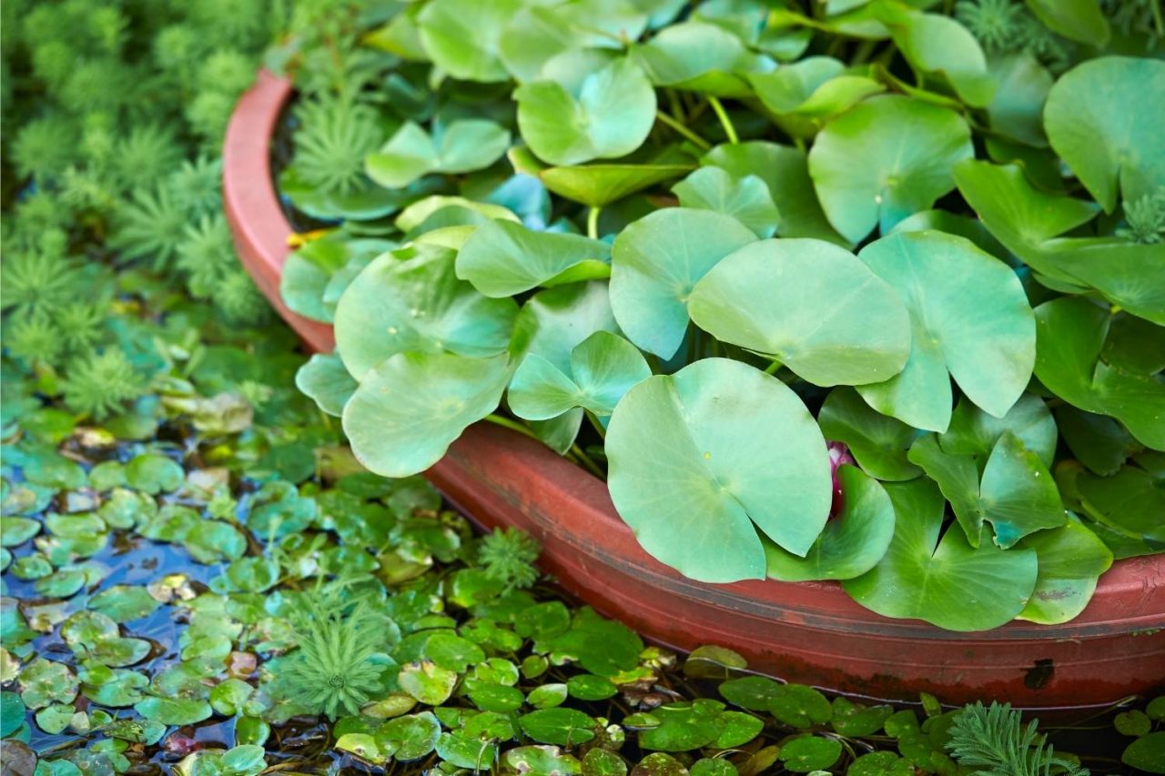 water-plant-free-stock-photo-public-domain-pictures